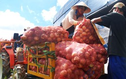 Nhà nông cay đắng đổ bỏ hàng trăm tấn hành tây