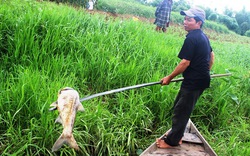 Quảng Nam: Vớt gần 1,5 tấn cá nổi bất thường trên sông