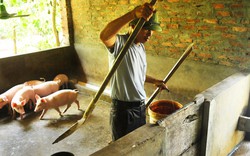 ĐBQH Đỗ Văn Vẻ &#40;Thái Bình&#41;: Giành thế chủ động cho người chăn nuôi
