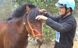 Mẹo chọn ngựa khỏe, thồ hàng, kéo xe giỏi