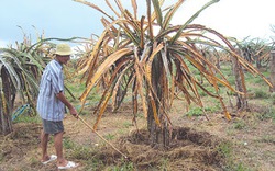 Thanh long đột nhiên thối rễ, khô cành