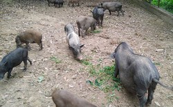 Kiếm bạc tỷ nhờ nuôi lợn rừng bằng thảo dược