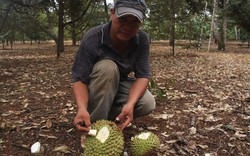 Sầu riêng non: “Chẳng ma nào mua, cũng chẳng nông dân nào bán“