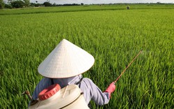 Tiếp bài “Nông dân Phú Thọ bị chỉ định dùng thuốc BVTV”:  Khuyến cáo dùng hàng tồn kho!
