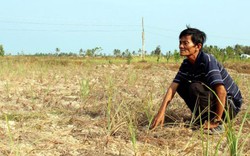 Hạn nặng, chuyển đổi cây gì cũng chết, lỗ