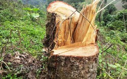Thanh Hóa: Ngang nhiên đốn hạ gỗ rừng phòng hộ