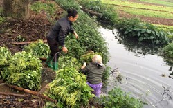 Rùng rợn rau muống "tắm" nước đen trước giờ xuống chợ