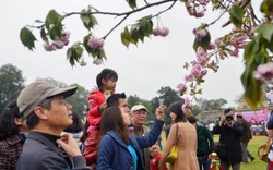600 cành hoa anh đào sắp bung nở ở Hoàng Thành Thăng Long