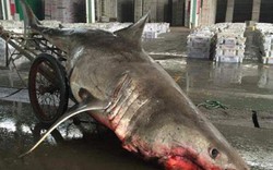 Cá mập trắng nửa tấn chết vì mắc lưới ngư dân TQ
