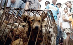 10.000 con chó bị giết trong lễ hội ăn thịt chó