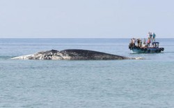 Cá Ông 10 tấn "lụy" trên vùng biển Phú Quý