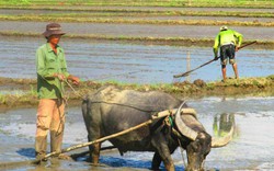 Lo nguồn giống lúa tốt cho nông dân Bình Định