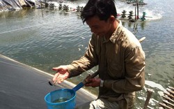 Lạm dụng kháng sinh trong nuôi trồng thủy sản