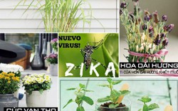 Mẹo đơn giản để chống lại muỗi truyền dịch Zika