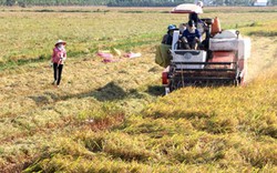 Vội vàng bán lúa sớm, nông dân mất tiền tỷ