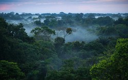 Những bí ẩn trong rừng Amazon khiến bạn "hết hồn"