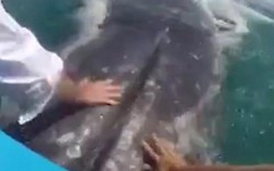 Du khách sung sướng thò tay vào miệng cá voi 36 tấn