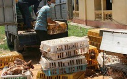 Lo sợ "gà rác" đội lốt gà sạch vào Việt Nam