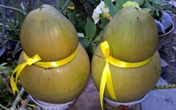Kỳ công "thắt eo" cho trái dừa xơ cứng để tạo hình hồ lô