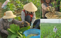 Nghi Lộc làm giàu với hành tăm, thuốc lào, lạc Hàn Quốc