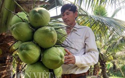 Vườn dừa "siêu lùn" quả mọc ngang người ở xứ Quảng