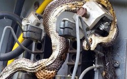 Hết hồn khi thấy rắn khổng lồ trong tủ điện
