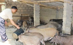 Thu 500 triệu đồng mỗi năm từ nuôi lợn rừng