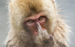 Khỉ giơ "ngón tay thối" vì bị chụp trộm khi tắm