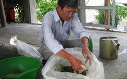Bí quyết ủ chua thức ăn trong mùa hạn hán