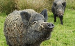Tràn ngập lợn rừng đột biến ở Fukushima