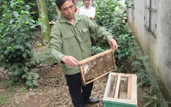 Thuần phục những đàn ong mật