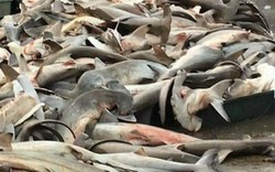 TQ: Hàng trăm cá mập đầu búa chất đống ở chợ, bán rẻ bèo