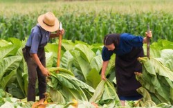 Nông sản Bắc Mỹ rầm rộ tìm đường vào Việt Nam