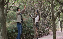 "Soái ca" rung cây cho hoa rụng để bạn gái chụp ảnh