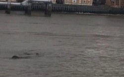 Quái vật huyền thoại bất ngờ xuất hiện trên sông Thames?