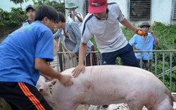 Ngành chăn nuôi heo sẽ... chết nếu chơi theo luật "ao làng"