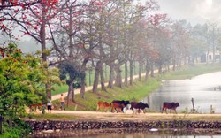 Làng quê Việt trong tháng Ba mùa hoa gạo