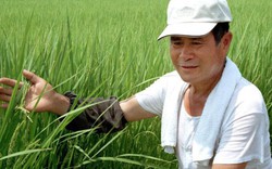 Nhật tăng xuất gạo, Việt Nam có lo ngại?