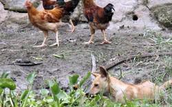 Chi trăm triệu mang chó quý Phú Quốc về nuôi chung với... gà