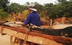 Vụ chở gỗ lậu ngang nhiên ở Đắk Lắk: Kiểm lâm né tránh?