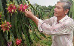 Ông Ngọc “bao đồng” giỏi làm, giỏi vận động