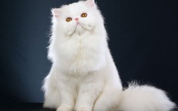 Top 10 giống mèo đẹp nhất thế giới