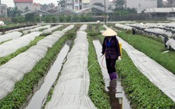 Rau an toàn không kiểm soát chặt, 20 năm chưa có ai ngộ độc!