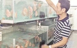 Trang trại cá cảnh "triệu đô" giữa Sài Gòn