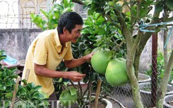 Trồng bưởi cảnh trái to, màu đẹp lãi trăm triệu mỗi năm