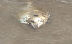 Quảng Bình, Quảng Trị: Cá chết la liệt dọc bờ biển