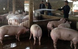 Liên kết nuôi lợn, dễ vượt “khủng hoảng” giá