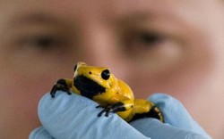 TQ: 10 con ếch có nọc cực độc ẩn trong kiện quần áo