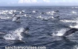 8 cá voi sát thủ truy sát nghìn cá heo