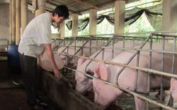 100.000 hộ chăn nuôi  nói không với chất cấm